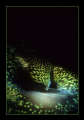   Tridacna giant clams South Pacific are luminous fascinating creatures seem glow underwater. shot this macro image Nikonos 28mm lens Aquatica extension tubes SB105 Speedlight. underwater Speedlight  
